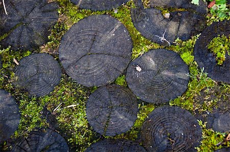 franky242 (artist) - close up of log with bright green moss Fotografie stock - Microstock e Abbonamento, Codice: 400-05353819