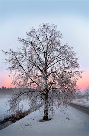 solitaire - Bare lime tree in a winter landscape with pink and purple sky Stock Photo - Budget Royalty-Free & Subscription, Code: 400-05353931