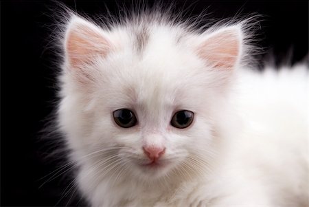 simsearch:400-04871250,k - Young white kitten in front of black background Stock Photo - Budget Royalty-Free & Subscription, Code: 400-05364423