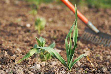 simsearch:400-05303494,k - One young healthy garlic (Allium sativum) plant foliage. Fotografie stock - Microstock e Abbonamento, Codice: 400-05364784