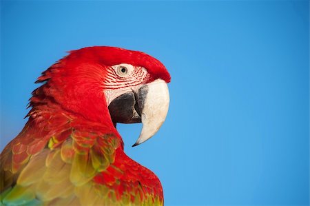 Macaw portrait with copy space. Stock Photo - Budget Royalty-Free & Subscription, Code: 400-05365072