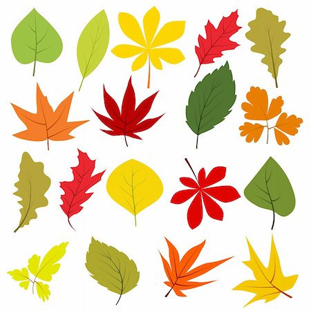 Collection of different autumn leaves isolated on white Stock Photo - Budget Royalty-Free & Subscription, Code: 400-05365581