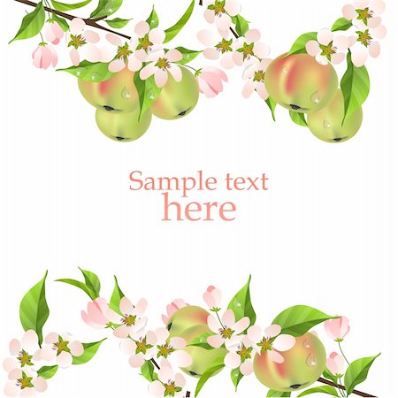 simsearch:400-04298096,k - Beautiful white background with green apples and blossoming apple branch Foto de stock - Super Valor sin royalties y Suscripción, Código: 400-05366021