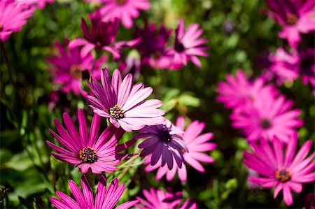 simsearch:400-04867397,k - Plant used in land and garden decoration. Fotografie stock - Microstock e Abbonamento, Codice: 400-05366489