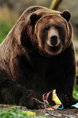 simsearch:400-05306351,k - Giant yet cuddly brown bear playing with paper box Stock Photo - Budget Royalty-Free & Subscription, Code: 400-05366556