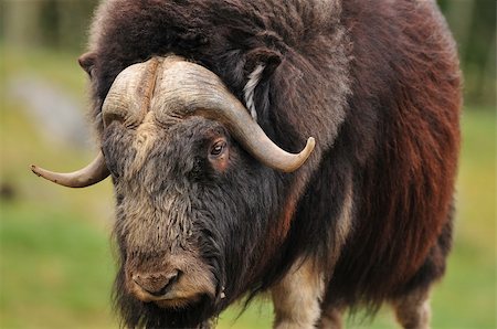 portrait of an angry musk oxwith big horns Stock Photo - Budget Royalty-Free & Subscription, Code: 400-05366553