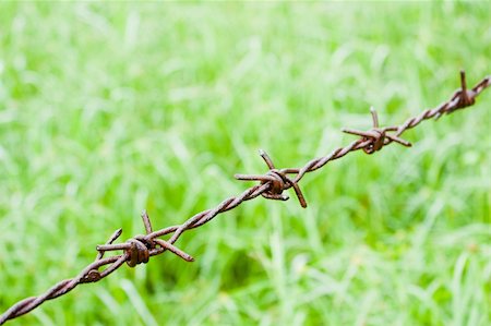 simsearch:400-04780024,k - Barbed wire against green background Photographie de stock - Aubaine LD & Abonnement, Code: 400-05366647