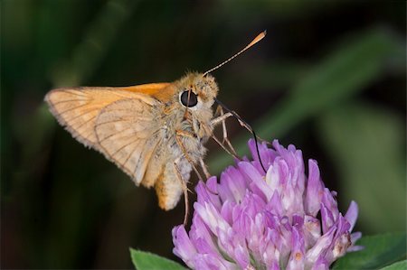 simsearch:400-04513601,k - Kingdom:Animalia  Phylum:Arthropoda  Class:Insecta  Order:Lepidoptera  Family:Hesperiidae  Subfamily:Hesperiinae  Tribe:Hesperiini  Genus:Ochlodes Fotografie stock - Microstock e Abbonamento, Codice: 400-05366652