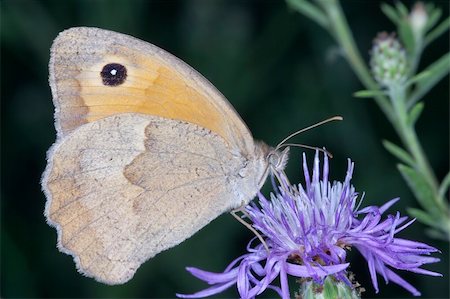 simsearch:400-04513601,k - Kingdom:Animalia  Phylum:Arthropoda  Class:Insecta  Order:Lepidoptera  Family: Nymphalidae  Tribe: Satyrini  Subtribe: Coenonymphina  Genus:Coenonympha  Hübner, 1819 Fotografie stock - Microstock e Abbonamento, Codice: 400-05366660