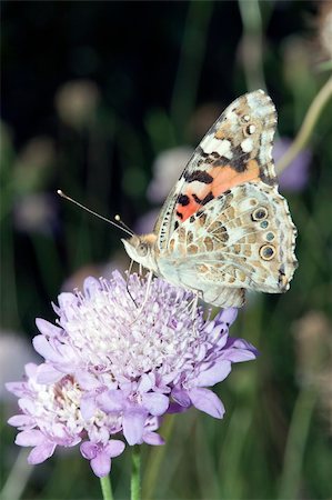 simsearch:400-04513601,k - Kingdom:Animalia  Phylum: Arthropoda  Class: Insecta  Order: Lepidoptera  Family: Nymphalidae  Genus: Vanessa  Subgenus:Cynthia  Species:V. cardui Fotografie stock - Microstock e Abbonamento, Codice: 400-05366705