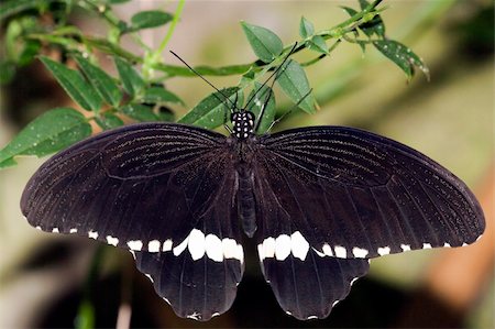 Kingdom:Animalia  Phylum: Arthropoda  Class: Insecta  Order: Lepidoptera  Family: Papilionidae  Genus: Papilio  Species: P. polytes Foto de stock - Royalty-Free Super Valor e Assinatura, Número: 400-05366721