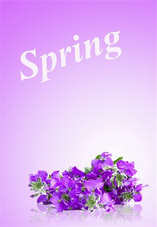 simsearch:400-04576781,k - Nice flowers for your spring design Photographie de stock - Aubaine LD & Abonnement, Code: 400-05367087