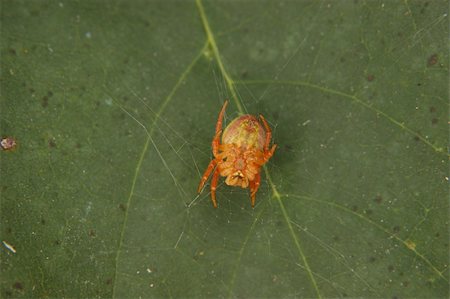 simsearch:400-04824887,k - Cucumber green spider (Araniella cucurbitina) - female in the cobweb Stock Photo - Budget Royalty-Free & Subscription, Code: 400-05367125