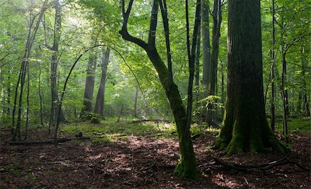 simsearch:400-05064229,k - Misty deciduous stand in morning rain after with old trees in foreground Stock Photo - Budget Royalty-Free & Subscription, Code: 400-05367166