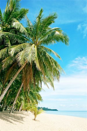 Beautiful beach with palm tree over the sand Foto de stock - Royalty-Free Super Valor e Assinatura, Número: 400-05367522