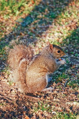 Images of an squirrel in a forest in England Foto de stock - Super Valor sin royalties y Suscripción, Código: 400-05367801