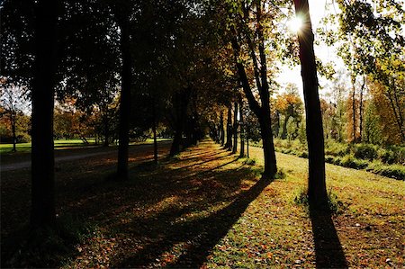 Sunny autumn lime-tree alley Stock Photo - Budget Royalty-Free & Subscription, Code: 400-05367985