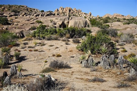 simsearch:400-04324243,k - Boulders in Joshua Tree National Park, California Stockbilder - Microstock & Abonnement, Bildnummer: 400-05368130