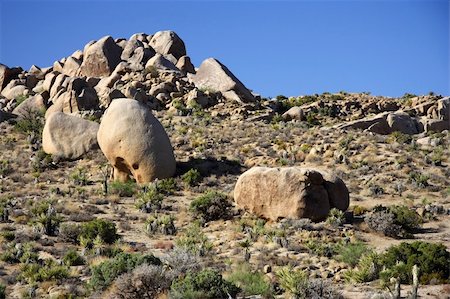 simsearch:400-04324243,k - Boulders in Joshua Tree National Park, California Stockbilder - Microstock & Abonnement, Bildnummer: 400-05368133