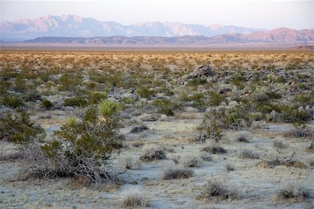 Scenic Vista, Joshua Tree National Park, California Photographie de stock - Aubaine LD & Abonnement, Code: 400-05368140