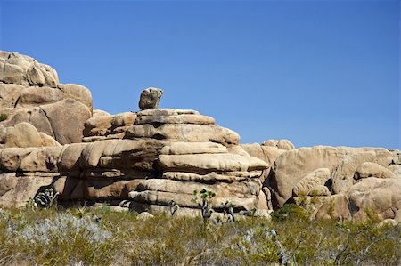 simsearch:400-04324243,k - Boulders in Joshua Tree National Park, California Stockbilder - Microstock & Abonnement, Bildnummer: 400-05368142