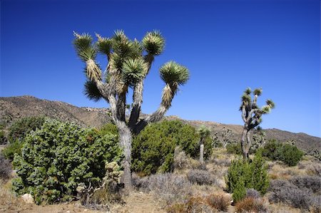 simsearch:400-04324243,k - Scenic Joshua Tree National Park in California Stockbilder - Microstock & Abonnement, Bildnummer: 400-05368164