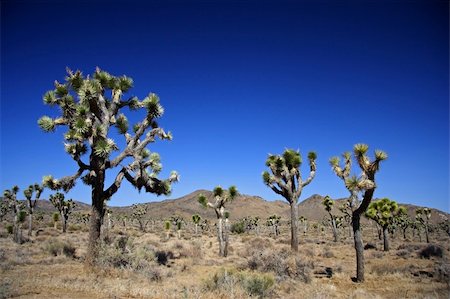 simsearch:400-04324243,k - Scenic Joshua Tree National Park in California Stockbilder - Microstock & Abonnement, Bildnummer: 400-05368167