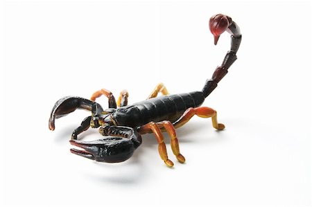 Scorpion on Isolated White Background Photographie de stock - Aubaine LD & Abonnement, Code: 400-05368195