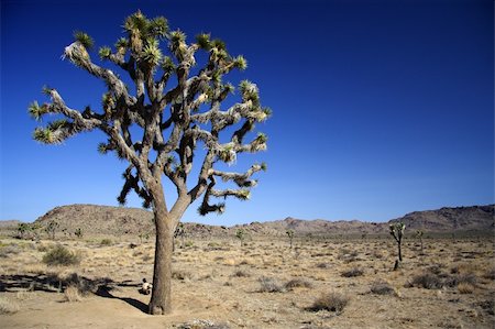 simsearch:400-04324243,k - Scenic Joshua Tree National Park in California Stockbilder - Microstock & Abonnement, Bildnummer: 400-05368235