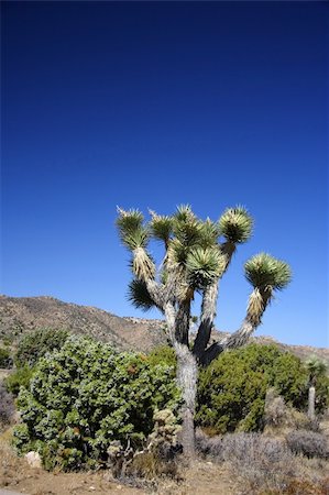 Scenic Joshua Tree National Park in California Photographie de stock - Aubaine LD & Abonnement, Code: 400-05368238