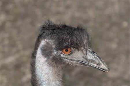 simsearch:400-04520488,k - ostrich portrait, close-up head Foto de stock - Super Valor sin royalties y Suscripción, Código: 400-05368688