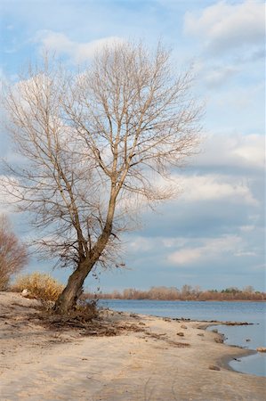 simsearch:400-05387791,k - Leafless tree at the river bank Stock Photo - Budget Royalty-Free & Subscription, Code: 400-05368729