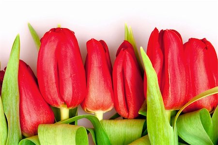 simsearch:400-04340566,k - beautiful red tulips on white Stockbilder - Microstock & Abonnement, Bildnummer: 400-05369098