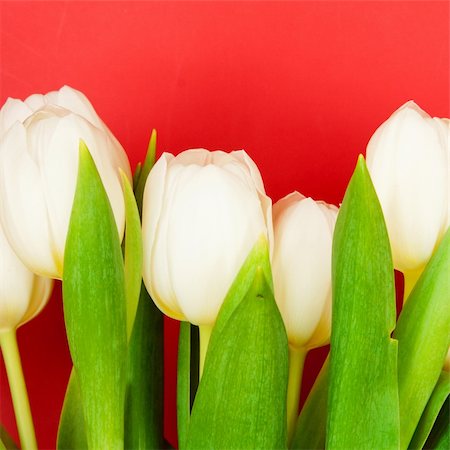 simsearch:400-04340566,k - beautiful white tulips on red Photographie de stock - Aubaine LD & Abonnement, Code: 400-05369107