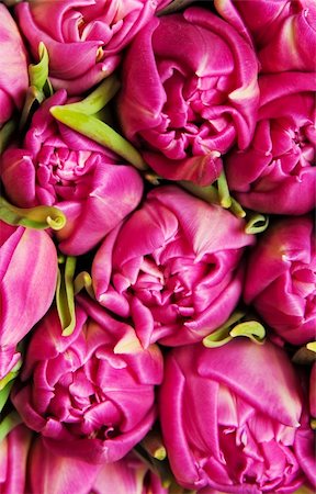 simsearch:400-04340566,k - beautiful pink double tulips, background, Stockbilder - Microstock & Abonnement, Bildnummer: 400-05369148