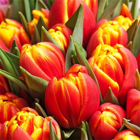 beautiful red tulips, big bouquet Stock Photo - Budget Royalty-Free & Subscription, Code: 400-05369150