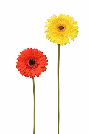 simsearch:400-03957427,k - two gebera (african daisy) isolated on white Foto de stock - Super Valor sin royalties y Suscripción, Código: 400-05369228