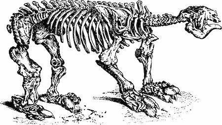 Animal skeleton isolated on white Stock Photo - Budget Royalty-Free & Subscription, Code: 400-05369327
