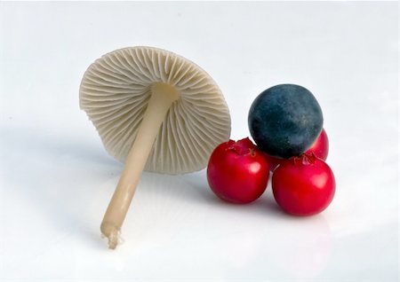 Mushroom, cranberries and blue berry Stock Photo - Budget Royalty-Free & Subscription, Code: 400-05369406