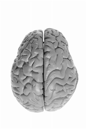 simsearch:400-05369423,k - Brain Specimen on White Background Stockbilder - Microstock & Abonnement, Bildnummer: 400-05369423