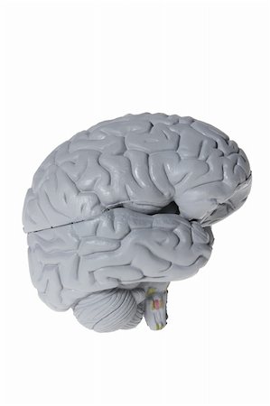 simsearch:400-05369423,k - Brain Specimen on White Background Stockbilder - Microstock & Abonnement, Bildnummer: 400-05369895