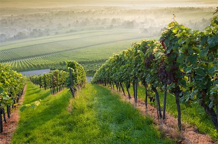 simsearch:400-05316991,k - Forest an vineyard in the morning light of the summer Photographie de stock - Aubaine LD & Abonnement, Code: 400-05369995