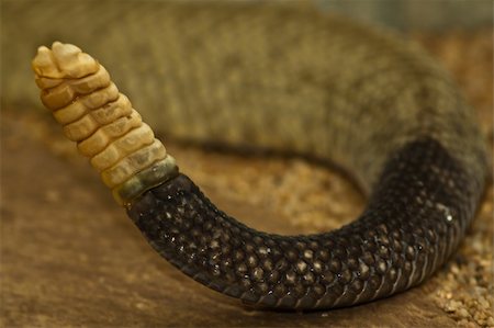 photohomepage (artist) - The rattle of a rattle snake Photographie de stock - Aubaine LD & Abonnement, Code: 400-05369992