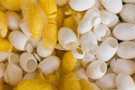 silk thread texture - cocoon silkworm many silk worm yellow and white Stock Photo - Budget Royalty-Free & Subscription, Code: 400-05360097