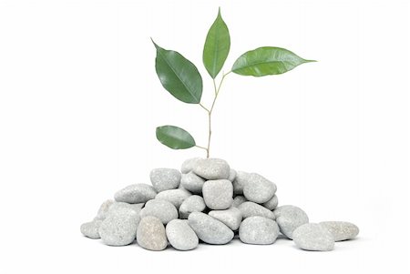 simsearch:400-05175967,k - Stones and tree on a white background Stock Photo - Budget Royalty-Free & Subscription, Code: 400-05360093