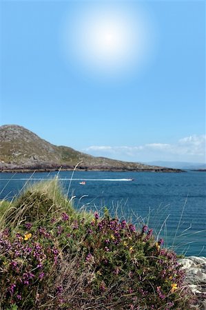 simsearch:400-08774806,k - wild flowers and water skiing on the coast of county kerry ireland Stockbilder - Microstock & Abonnement, Bildnummer: 400-05360164