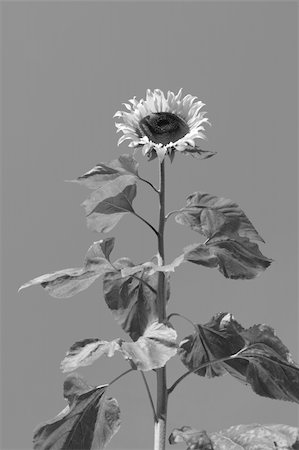 pic of one sunflower and stem - a tall ripe sunflower against a beautiful clear sky in black and white Stock Photo - Budget Royalty-Free & Subscription, Code: 400-05360162