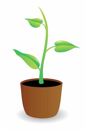 potted herbs - A potted plant beginning to grow, illustration. Stock Photo - Budget Royalty-Free & Subscription, Code: 400-05360238