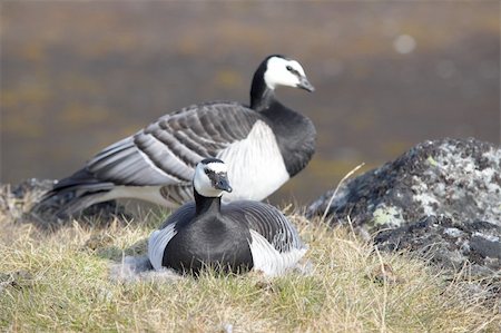 Barnacle goose on the nest Stock Photo - Budget Royalty-Free & Subscription, Code: 400-05361236