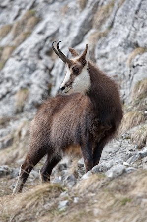 Mountain goat (chamois) in natural mountain environment Photographie de stock - Aubaine LD & Abonnement, Code: 400-05361237